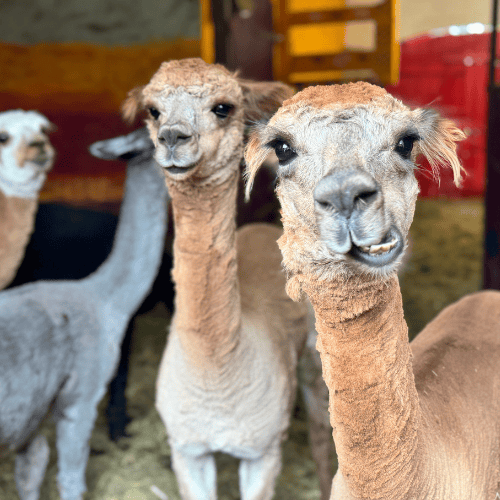 Alpakas im Close Up