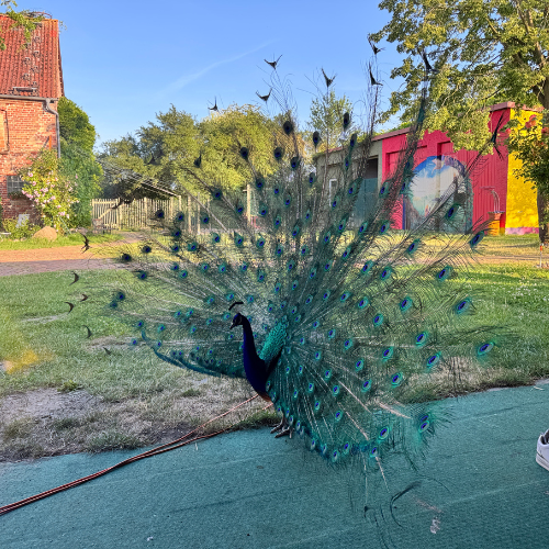 Volle "Pfauen-Power"