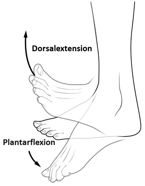 Dorsalextension & Plantarflexion (Strecken und Beugen des Fußgelenkes)
