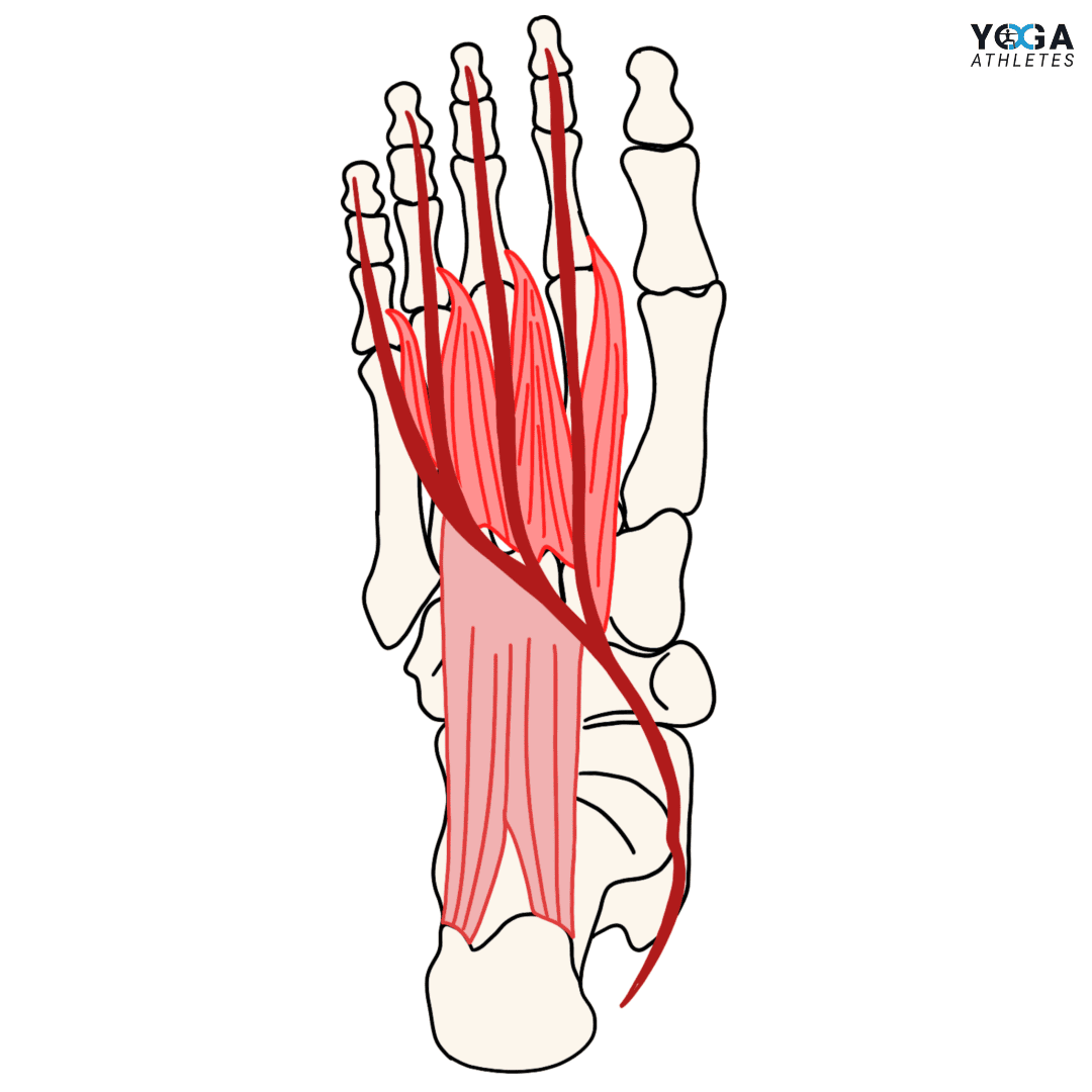 Intrinsische Fußmuskulatur (vereinfachte Darstellung)