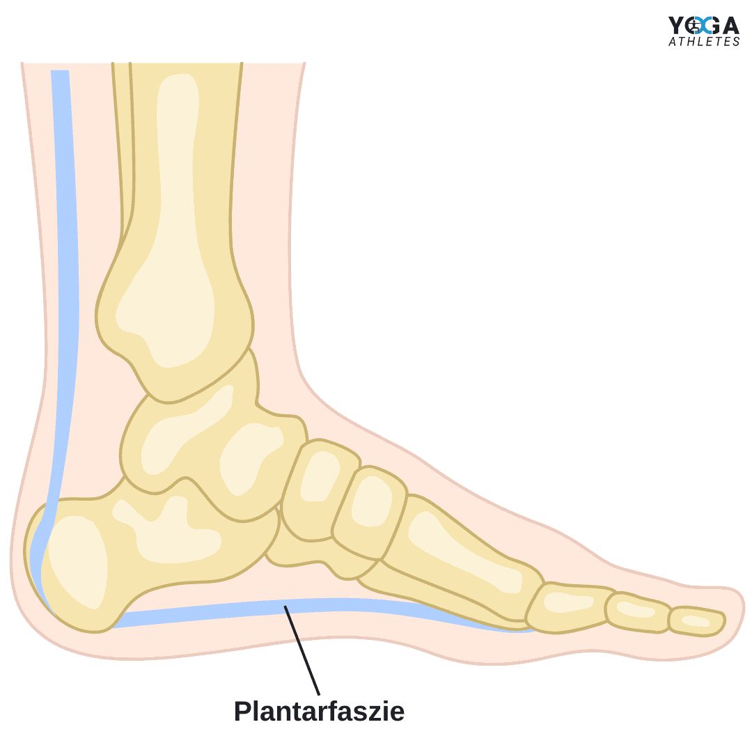 Plantarfaszie & Achillessehne